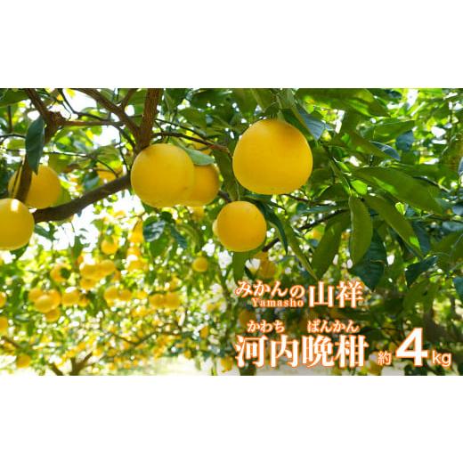 ふるさと納税 みかん・柑橘類 愛媛県 愛南町 数量限定 先行予約 贈答用 河内晩柑 4kg ( 2L サイズ ) みかん 蜜柑 かわちばんかん 愛南ゴールド 果物 フルー…