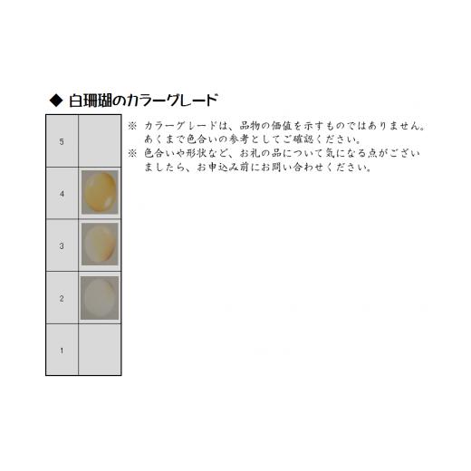 ふるさと納税 伝統技術 高知県 宿毛市 珊瑚職人館の珊瑚の原木・拝見・置物（g34）の画像