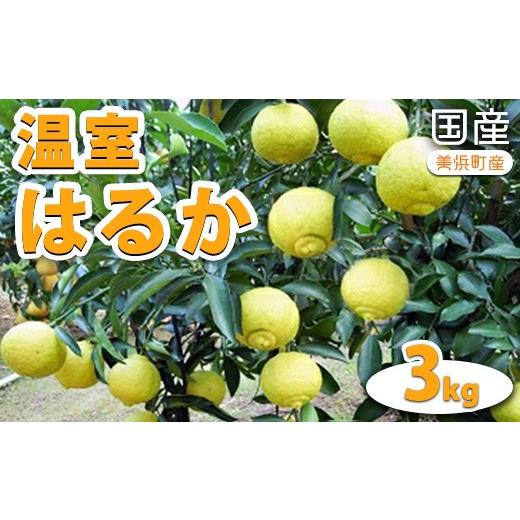 ふるさと納税 みかん・柑橘類 愛知県 美浜町 国産(美浜町産)温室はるか 3kg入り 2027年1月下旬頃より順次発送予定 | 温室 はるか 柑橘 果物 くだもの 甘い…