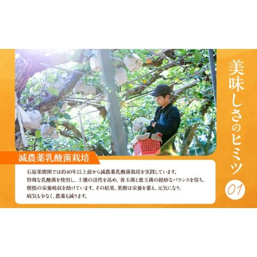 ふるさと納税 梨 岡山県 瀬戸内市 梨 2026年 先行予約 あたご梨 3〜9玉 合計約4.5kg 贈答箱 11月下旬〜12月中旬頃発送 ナシ なし 岡山県産 国産 フルーツ 果物…の画像