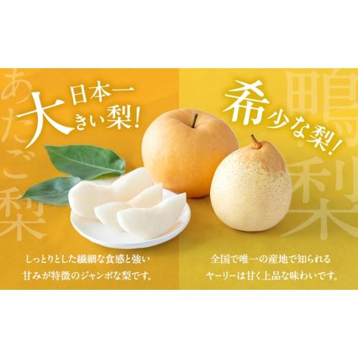 ふるさと納税 梨 岡山県 瀬戸内市 梨 2026年 先行予約 あたご梨・鴨梨（ヤーリー）詰合せ 合計約4.5kg あたご2〜3玉 鴨梨3〜7玉 贈答箱 11月下旬〜12月中旬頃…の画像