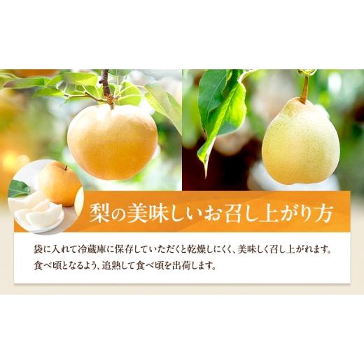 ふるさと納税 梨 岡山県 瀬戸内市 梨 2026年 先行予約 あたご梨・鴨梨（ヤーリー）詰合せ 合計約4.5kg あたご2〜3玉 鴨梨3〜7玉 贈答箱 11月下旬〜12月中旬頃…の画像