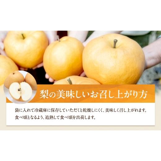ふるさと納税 梨 岡山県 瀬戸内市 梨 2026年 備前横綱梨（あたご梨） 2玉 (1玉1〜1.4kg）贈答箱 11月下旬〜12月中旬頃発送 ナシ なし 岡山県産 国産 フルーツ …の画像