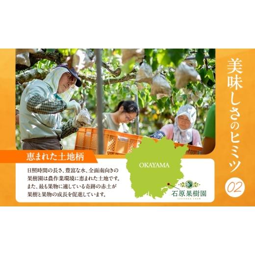 ふるさと納税 梨 岡山県 瀬戸内市 梨 2026年 備前横綱梨（あたご梨） 2玉 (1玉1〜1.4kg）贈答箱 11月下旬〜12月中旬頃発送 ナシ なし 岡山県産 国産 フルーツ …の画像