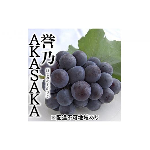 ふるさと納税 ぶどう 岡山県 瀬戸内市 桃茂実苑 プレミアムピオーネ 誉之AKASAKA（ほまれのあかさか）1房約620g以上 桐箱入り No.5735-0967の画像
