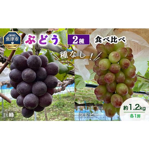 ふるさと納税 ぶどう 巨峰 富山県 魚津市 早期予約 2種食べ比べ(巨峰・コトピー)約1.2kg|フルーツ 果物 ブドウ 北海道・沖縄・離島への配送不可 2026…