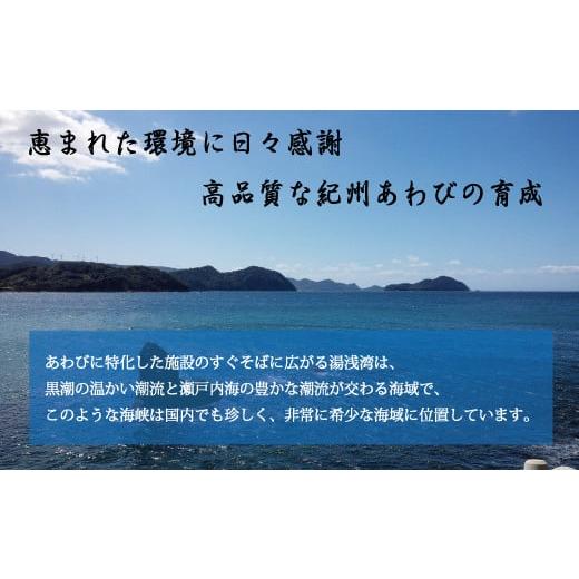 ふるさと納税 和歌山県 串本町 極上！紀州蝦夷鮑×12個　五つ星旅館にも出荷される極上アワビ＜日付指定OK＞ ／ アワビ 鮑 活あわび 魚介 魚貝 貝 海鮮｜furusatochoice｜05