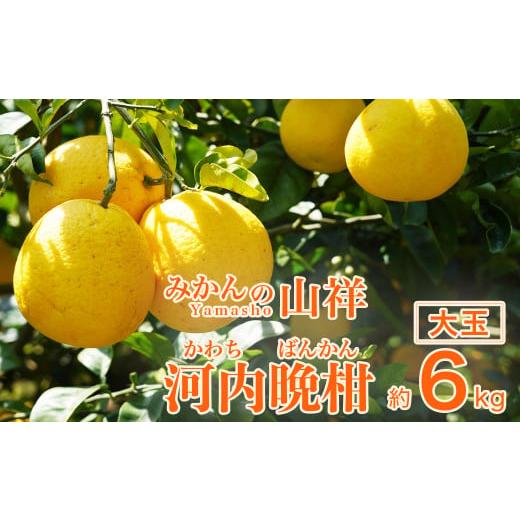 ふるさと納税 みかん・柑橘類 愛媛県 愛南町 数量限定 先行予約 贈答用 河内晩柑 大玉 6kg 2Lサイズ 以上 みかん 蜜柑 かわちばんかん 愛南ゴールド 果物 フル…