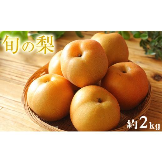 ふるさと納税 梨 熊本県 荒尾市 梨 予約 旬の梨（幸水梨 豊水梨 あきづき 甘太 新興梨 晩三吉梨 のいずれか）約 2kg （2-6玉）なし フルーツ 果物 新鮮 クール…_1