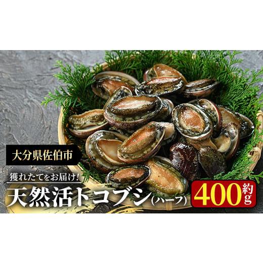 ふるさと納税 魚貝類 大分県 佐伯市 天然活きトコブシ (約400g・ハーフサイズ) 魚介 貝 トコブシ とこぶし 網焼き バター焼き バーベキュー 獲れたて 冷蔵 海…