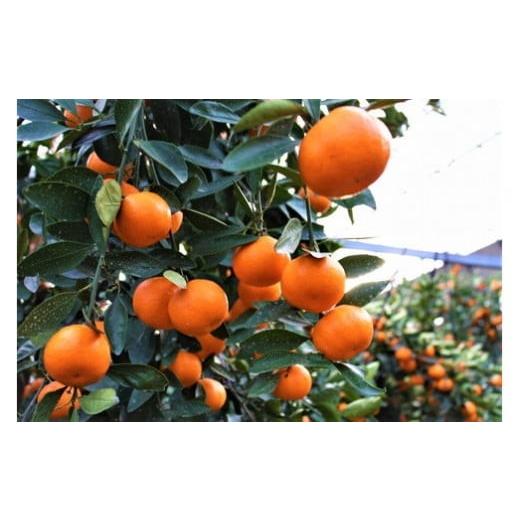 ふるさと納税 果物類 みかん 香川県 まんのう町  先行予約 2026年6月下旬以降順次発送予定 香川県産 ハウス小原紅早生みかん(約1kg／化粧箱) man072 Aglio ner… |  | 03