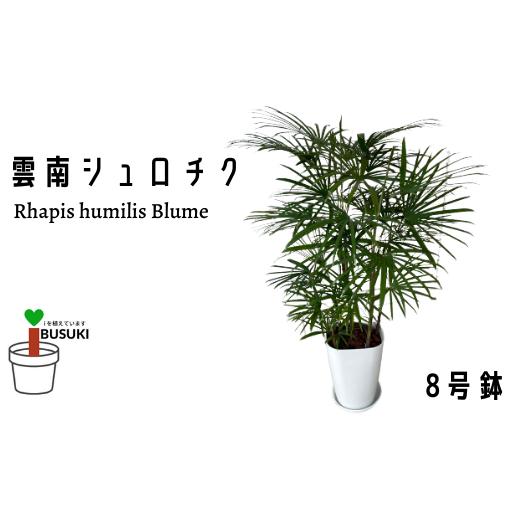 ふるさと納税 鹿児島県 指宿市 【観葉植物】雲南シュロチク8号(前園植物園／035-1500)【配送不可地域：北海道・沖縄県・離島】 沖縄県 北海道