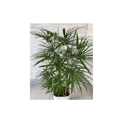 ふるさと納税 鹿児島県 指宿市 【観葉植物】雲南シュロチク8号(前園植物園／035-1500)【配送不可地域：北海道・沖縄県・離島】 沖縄県 北海道