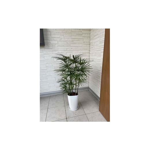 ふるさと納税 鹿児島県 指宿市 【観葉植物】雲南シュロチク8号(前園植物園／035-1500)【配送不可地域：北海道・沖縄県・離島】 沖縄県 北海道