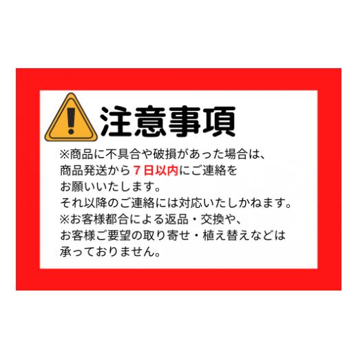 ふるさと納税 鹿児島県 指宿市 【観葉植物】雲南シュロチク8号(前園植物園／035-1500)【配送不可地域：北海道・沖縄県・離島】 沖縄県 北海道