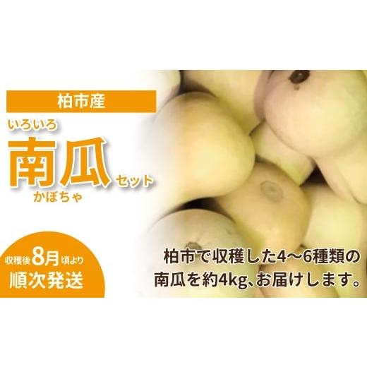 ふるさと納税 人参・大根・他根菜 千葉県 柏市 柏市場直送夏のいろいろ南瓜セット [先行予約 2026年8月順次発送] [ かぼちゃ 野菜 国産 旬 南瓜 カボチャ …