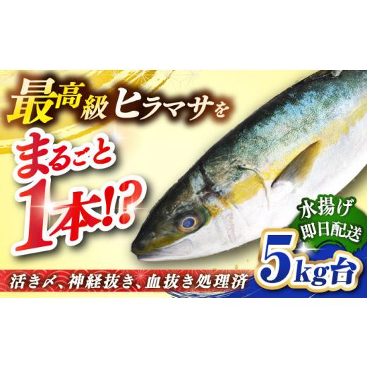 ふるさと納税 旬の鮮魚等 長崎県 壱岐市 壱岐島産天然ヒラマサ（5キロ台・丸もの） 《壱岐市》 壱岐島　玄海屋 JBS070 ヒラマサ 魚 刺身 煮物 カルパッチョ お…_1