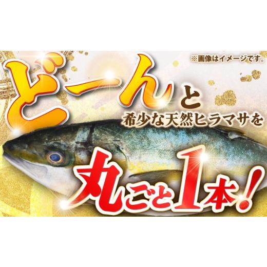ふるさと納税 旬の鮮魚等 長崎県 壱岐市 壱岐島産天然ヒラマサ（5キロ台・丸もの） 《壱岐市》 壱岐島　玄海屋 JBS070 ヒラマサ 魚 刺身 煮物 カルパッチョ お…_2