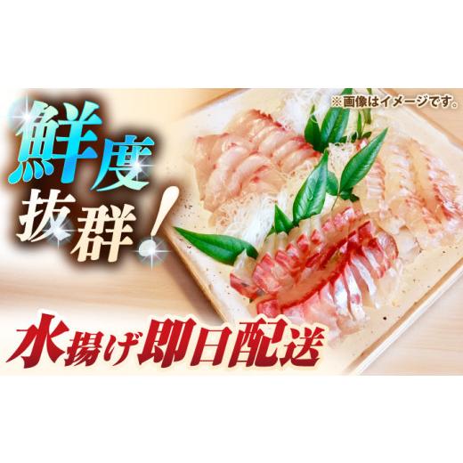 ふるさと納税 旬の鮮魚等 長崎県 壱岐市 壱岐島産天然ヒラマサ（5キロ台・丸もの） 《壱岐市》 壱岐島　玄海屋 JBS070 ヒラマサ 魚 刺身 煮物 カルパッチョ お…_3