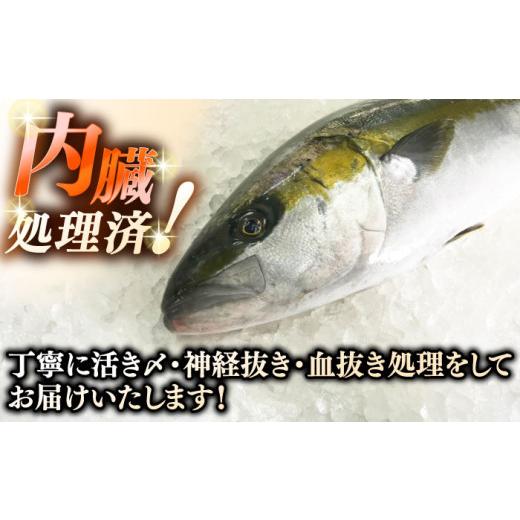 ふるさと納税 旬の鮮魚等 長崎県 壱岐市 壱岐島産天然ヒラマサ（5キロ台・丸もの） 《壱岐市》 壱岐島　玄海屋 JBS070 ヒラマサ 魚 刺身 煮物 カルパッチョ お…_4