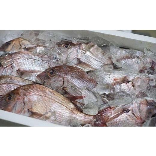 ふるさと納税 干物 愛媛県 松山市  マキノ海産 真鯛・ふぐ一夜干しセット （ 愛媛産 国産 マダイ タイ フグ ひもの 干物 お取り寄せ 産地直送 数量限定 人気 …_2