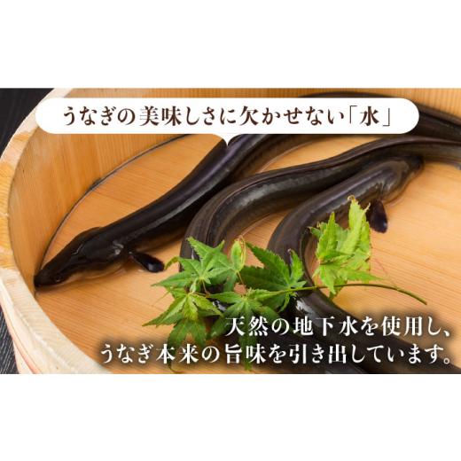 ふるさと納税 うなぎ 佐賀県 吉野ヶ里町 ふっくらジューシーのこだわりうなぎ 3回定期便 国産うなぎの白焼 6枚セット×3回 丸安 FAD018_4