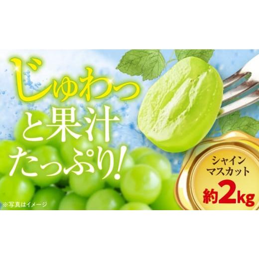 ふるさと納税 ぶどう マスカット 愛媛県 大洲市 シャインマスカット 約2kg(3〜5房) 愛媛県大洲市/沢井青果 AGBN006 ぶどう ブドウ 葡萄 果物 くだもの フル…