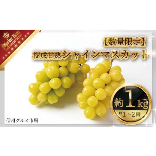 ふるさと納税 長野県 須坂市 [数量限定]樹成甘熟シャインマスカット 約1kg(約1〜2房)完熟![信州グルメ市場] 2024年発送 ※9月中旬頃〜…