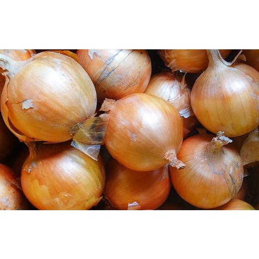 ふるさと納税 野菜類 玉ねぎ 兵庫県 南あわじ市 淡路島産玉ねぎ10kg  配送7月中旬〜の画像