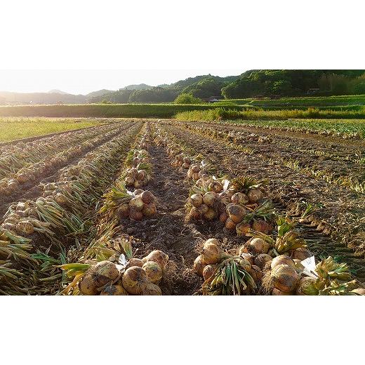 ふるさと納税 野菜類 玉ねぎ 兵庫県 南あわじ市 淡路島産玉ねぎ10kg  配送7月中旬〜の画像