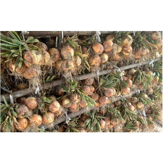 ふるさと納税 野菜類 玉ねぎ 兵庫県 南あわじ市 淡路島産玉ねぎ10kg  配送7月中旬〜の画像