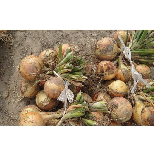ふるさと納税 野菜類 玉ねぎ 兵庫県 南あわじ市 淡路島産玉ねぎ10kg  配送7月中旬〜の画像