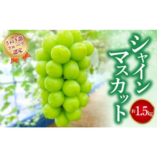 ふるさと納税 ぶどう マスカット 香川県 三豊市 ふるさと納税 さぬき讃フルーツ認定 締め切り間近 シャインマスカット 約1.5kg シャインマスカット 大粒 贈答…