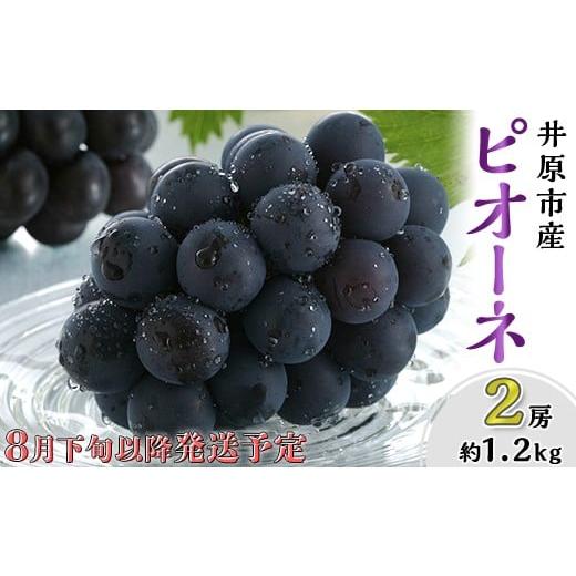 ふるさと納税 ぶどう 岡山県 井原市 岡山県産 種無し ピオーネ2房(約1.2kg) 2026年8月下旬〜9月中旬発送予定 (いばら愛菜館)