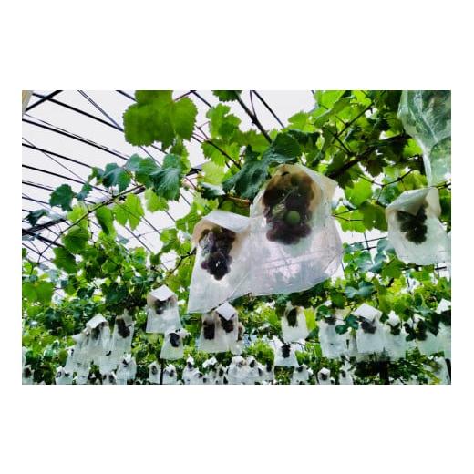 ふるさと納税 果物類 ぶどう 和歌山県 串本町 予約受付 ブラックオリンピア 約1kg(2〜3房) 2026年8月中に順次発送予定 巨峰に似たはちみつぶどうと呼ばれる…