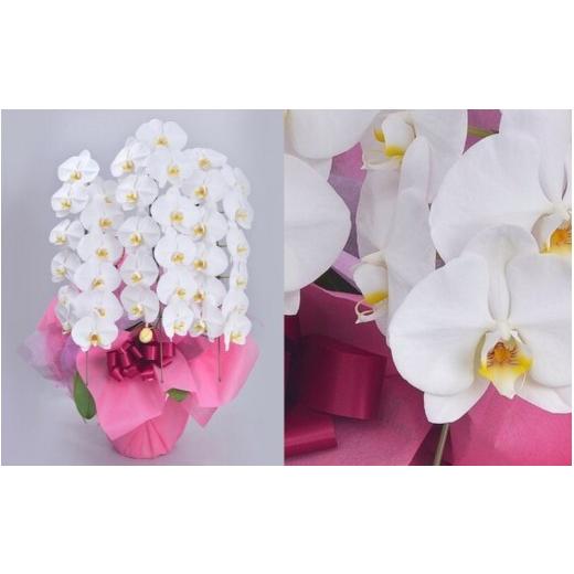 ふるさと納税 雑貨・日用品 花 奈良県 葛城市 厳選 胡蝶蘭 ホワイト 3本立ち/サンオーキッド 白 花 胡蝶 蘭 プレゼント お祝 開店 就任 新築…