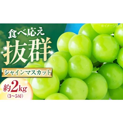 ふるさと納税 ぶどう マスカット 愛媛県 内子町 大程農園のシャインマスカット 約2kg 3〜5房入 [2026年9月〜発送] / フルーツ 果物 くだもの 食品 人気 お…