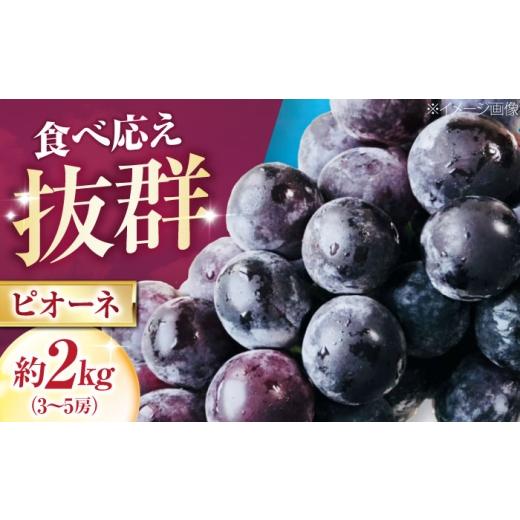 ふるさと納税 ぶどう 愛媛県 内子町 大程農園のピオーネ(種無し) 約2kg 3〜5房入 [2026年8月〜発送] / フルーツ 果物 くだもの 食品 人気 おすすめ 送料…