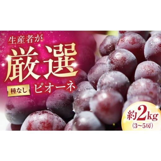 ふるさと納税 ぶどう 愛媛県 内子町 井上農園のピオーネ(種無し) 約2kg 3〜5房入 [2026年8月〜発送] / ぴおーね 葡萄 フルーツ 果物 人気 おすすめ 種な…