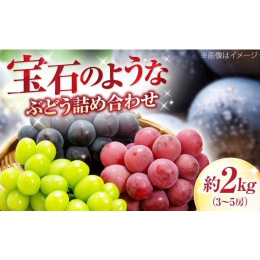 ふるさと納税 ぶどう 愛媛県 内子町 福岡巨峰園の厳選ぶどう詰め合わせ(種無し) 約2kg 3〜5房入 [2026年8月〜発送] / フルーツ 果物 くだもの 食品 人気 …