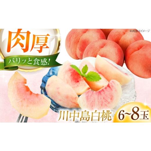 ふるさと納税 もも 愛媛県 内子町 先行予約 藤渕果樹園の川中島白桃 6〜8玉入り [2026年8月〜発送]/モモ 桃 フルーツ 果物 1箱 くだもの もも 株式会社内…