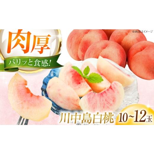 ふるさと納税 もも 愛媛県 内子町 先行予約 藤渕果樹園の川中島白桃 10〜12玉入り [2026年8月〜発送]/モモ 桃 フルーツ 果物 1箱 くだもの もも 株式会社…
