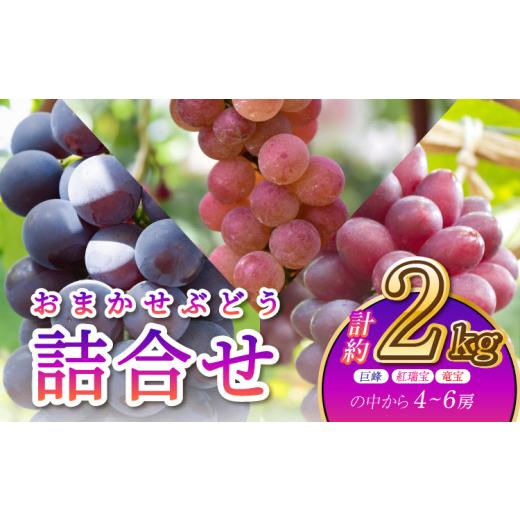 ふるさと納税 果物類 ぶどう 熊本県 宇城市 先行予約 ぶどう おまかせぶどう詰合せ約2kg (巨峰・紅瑞宝・竜宝の中から4〜6房) 2026年8月中旬?9月中旬頃順次…