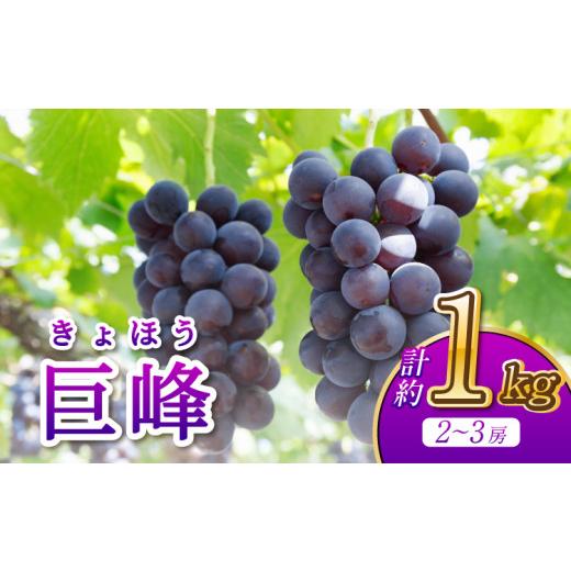 ふるさと納税 ぶどう 巨峰 熊本県 宇城市 先行予約 巨峰 2〜3房 計約1kg 河野ぶどう園 2026年8月中旬?9月中旬頃順次発送予定 ぶどう ブドウ 葡萄 熊本県 宇城…