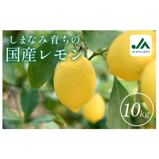 ふるさと納税 みかん・柑橘類 レモン 愛媛県 今治市 先行予約 レモン 約10kg KC00790 レモン 約10kg