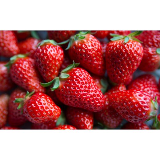 ふるさと納税 いちご 滋賀県 米原市 いちご 川瀬農園 紅ほっぺ 2パック 苺 イチゴ 果物 フルーツ くだもの 国産  