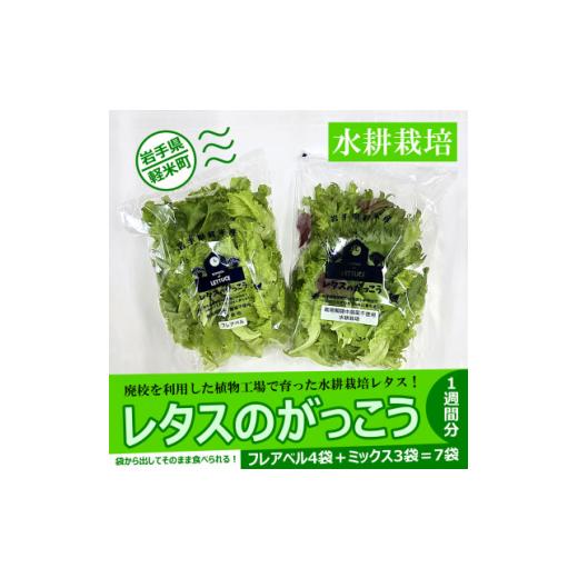ふるさと納税 野菜類 岩手県 軽米町 植物工場で育ったレタス 「レタスのがっこう」1週間分(計7袋) 1111022