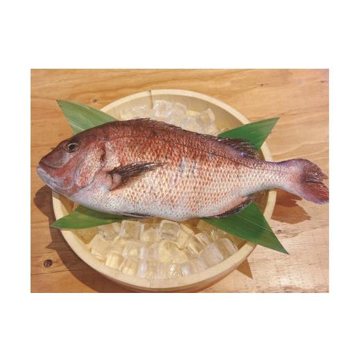 ふるさと納税 乾物 静岡県 沼津市 真鯛 干物 4袋 個包装 小分け ひもの 詰め合わせ セット マルセイ水産 タイ マダイ 鯛 ひもの 国産 美味しい 静岡 沼津 静岡…_3