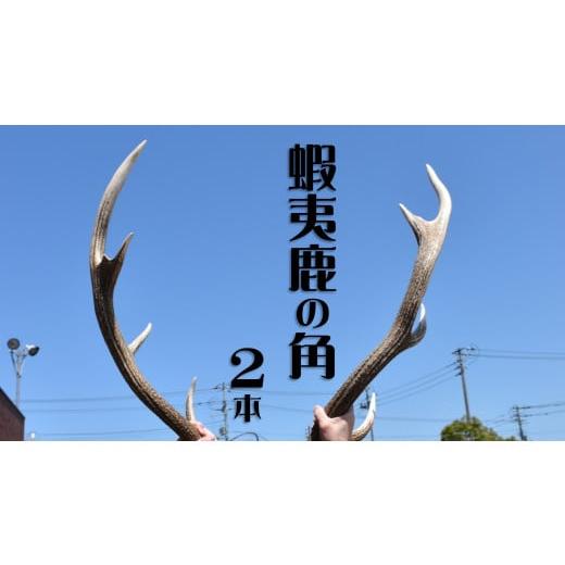 ふるさと納税 北海道 苫前町 蝦夷鹿の角 2本(北海道・しか・シカ・工作・手作り・DIY・自由研究・自然・キャンプ・アクセサリー・チョイス限定)