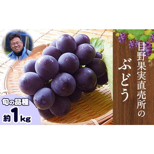 ふるさと納税 ぶどう マスカット 熊本県 荒尾市 ぶどう 約 1kg [8月上旬-9月上旬頃出荷] 旬の品種 ( 巨峰 or 藤稔 or ブラックビート or ピオーネ ) 目野果…